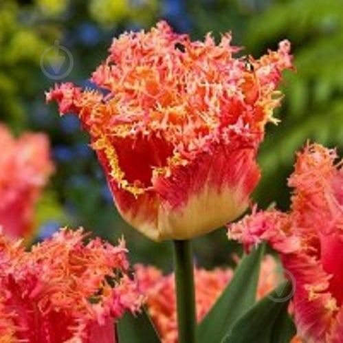 Луковица Тюльпан Бахромчатый Джоинт Девизион 5 шт. - фото 1 Луковица Тюльпан Бахромчатый Джоинт Девизион 5 шт. - фото 1