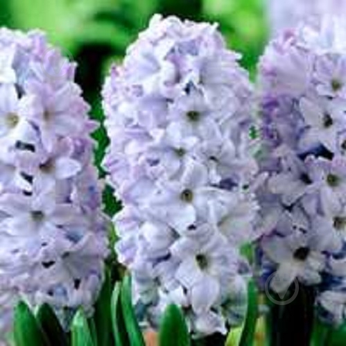 Цибулина Гіацинт східний Блу Айз 3 шт. - фото 1