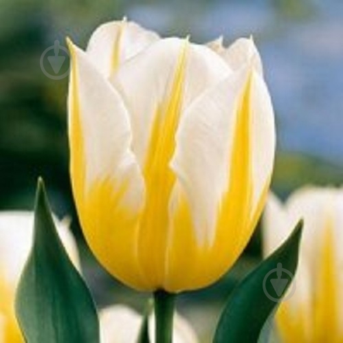 Луковица Тюльпан Дарвин Гибрид Джап Грут 5 шт. - фото 1