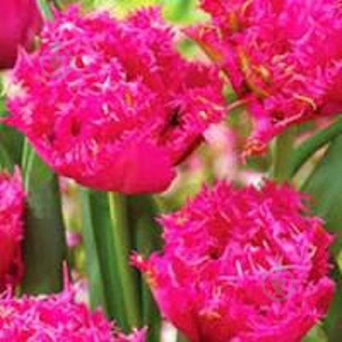 Луковица Тюльпан Бахромчатый махровый Кингстон 5 шт. - фото 1