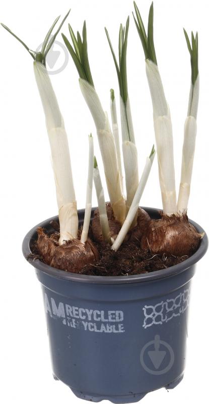 Растение комнатное Крокус d9 h30 - фото 1