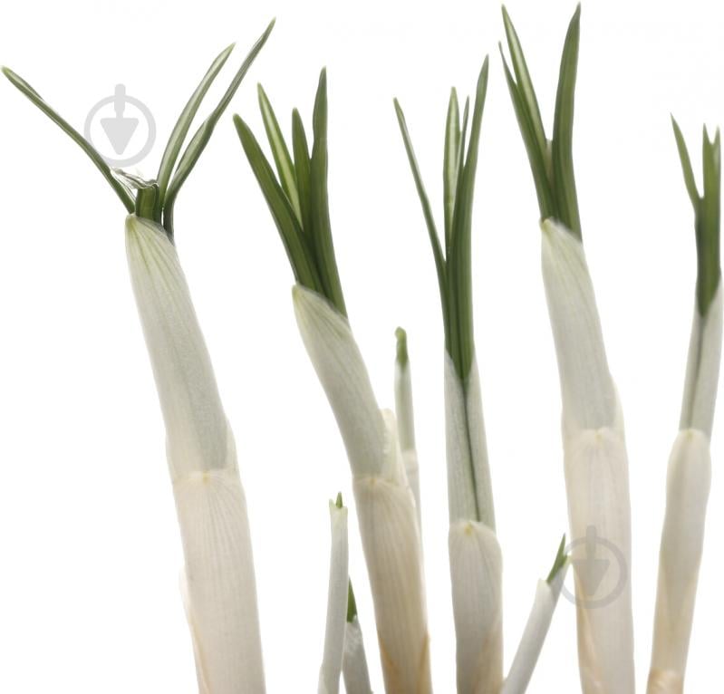 Растение комнатное Крокус d9 h30 - фото 2