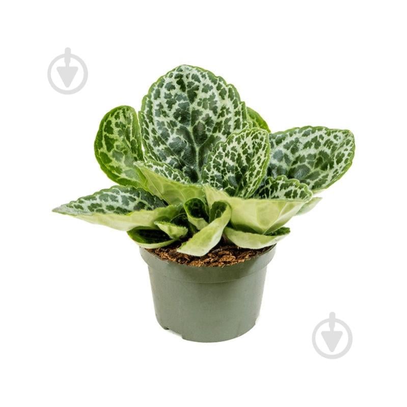 Растение Стрептокарпус 13х20 Pretty Turtlе - фото 1