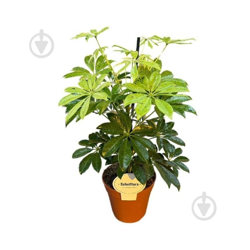 Растение Шеффлера 13х45 Anna - фото 1