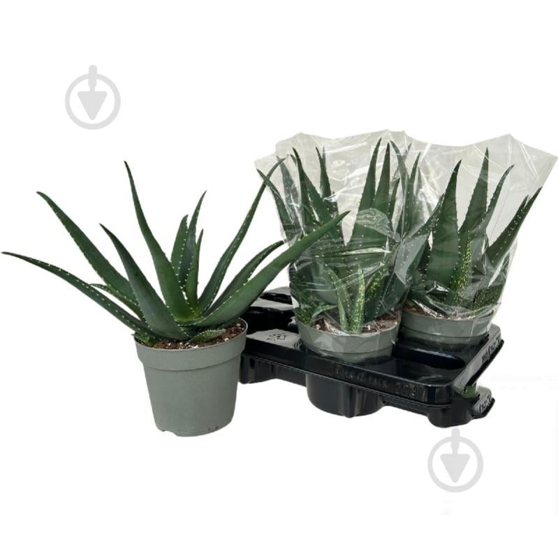 Рослина Алое 14х30 Vera - фото 1