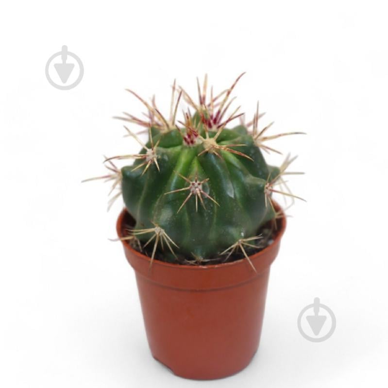 Рослина Кактус 05х08 Ferocactus Stainesii - фото 1