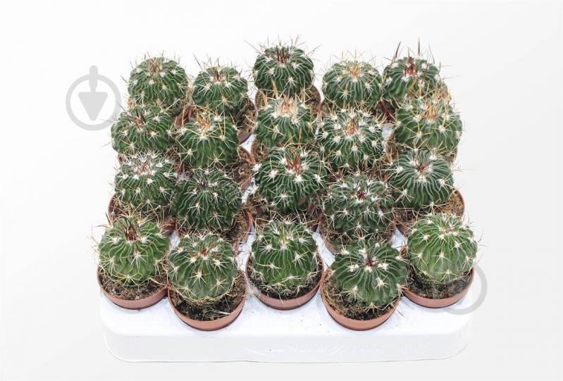 Рослина Кактус 06х12 Echinofossulocactus Multicostatus - фото 1