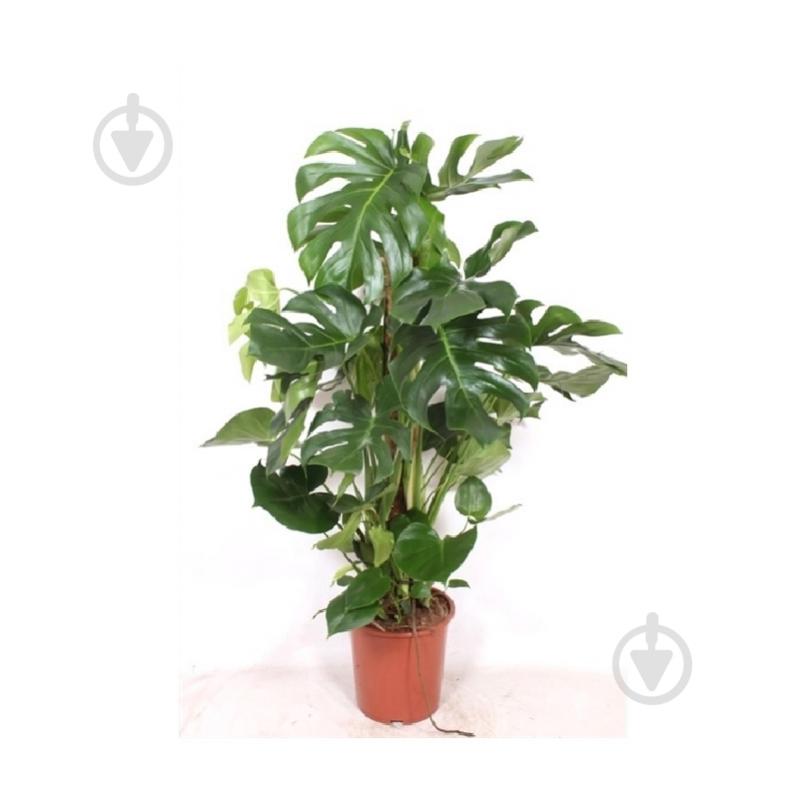 Растение Монстера 27х120 Deliciosa - фото 1