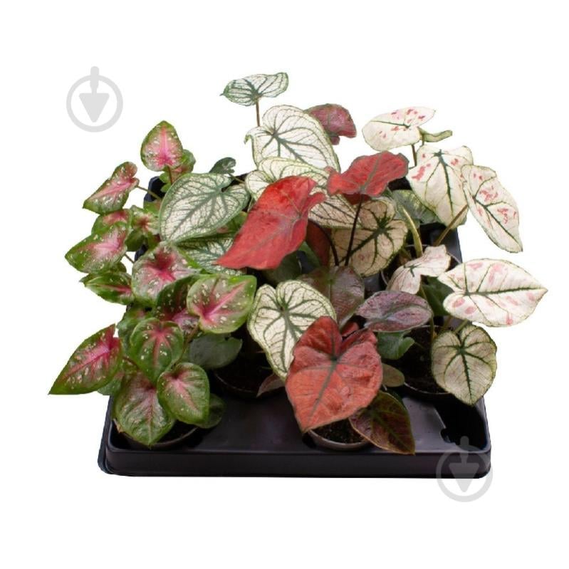 Растение Каладиум 06х12 микс - фото 1 Растение Каладиум 06х12 микс - фото 1