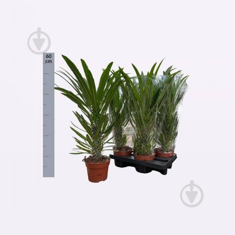 Растение Пахиподиум 14х60 - фото 1