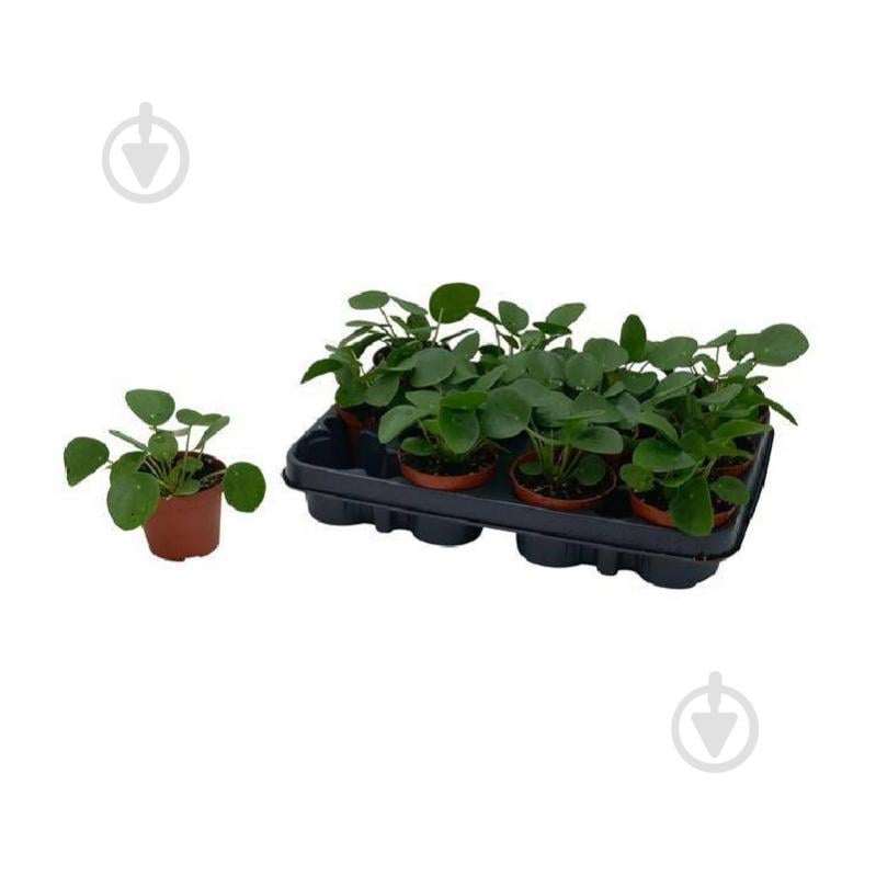 Растение Пилея 09х15 Peperomioides - фото 1