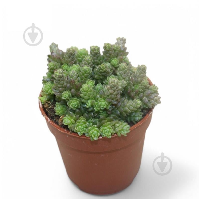 Рослина Сукулент 05х08 Monanthes Muralis - фото 1