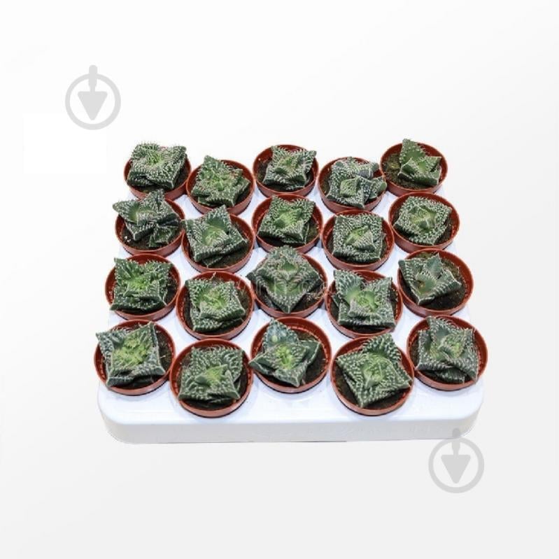 Рослина Сукулент 06х08 Faucaria Monstruoza - фото 1