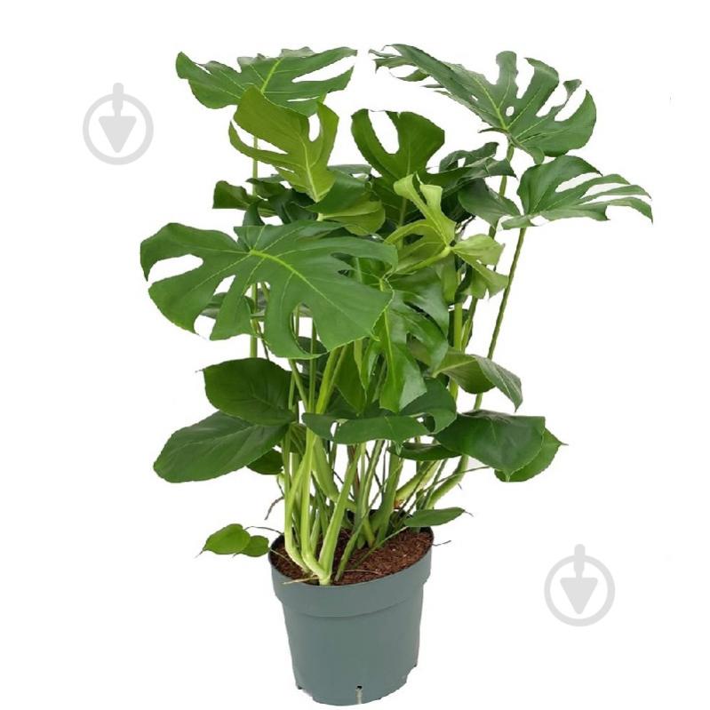 Растение Монстера 32х100 - фото 1