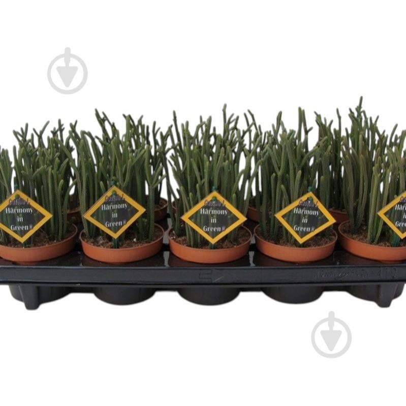 Растение Крассула 10х12 Harmony In Green - фото 1