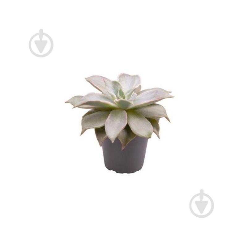 Рослина Ехеверія 06х08 Madiba - фото 1