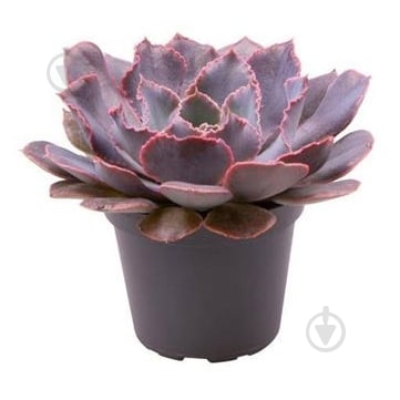 Рослина Ехеверія 06х08 Shaviana Pink Frills - фото 1 Рослина Ехеверія 06х08 Shaviana Pink Frills - фото 1