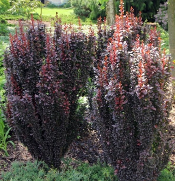 Саджанець Сад Вашої Мрії Барбарис Tунберга Red Rocket Н40-60 - фото 1 Саджанець Сад Вашої Мрії Барбарис Tунберга Red Rocket Н40-60 - фото 1