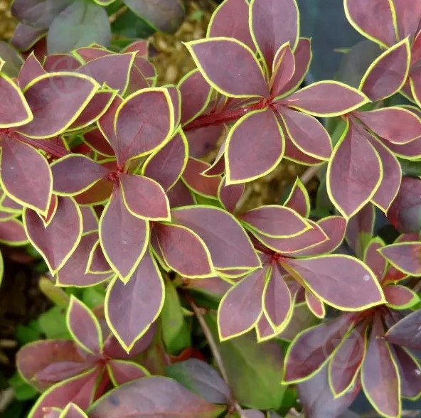 Саженец Сад Вашей Мечты Барбарис Тунберга Golden Ring Н20-30 - фото 2