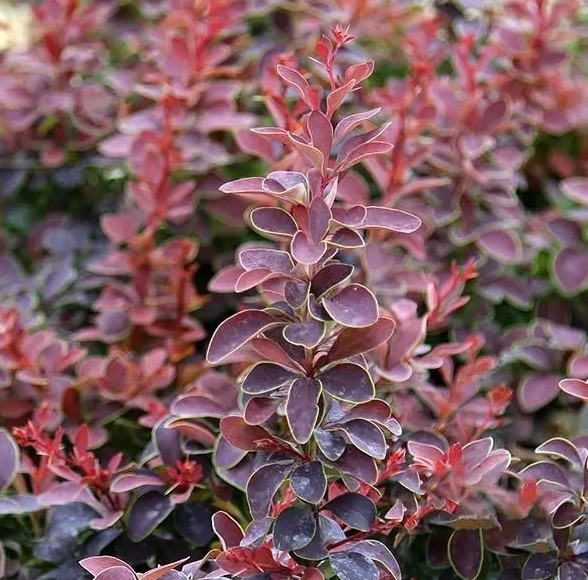 Саженец Сад Вашей Мечты Барбарис Тунберга Golden Ring Н20-30 - фото 3