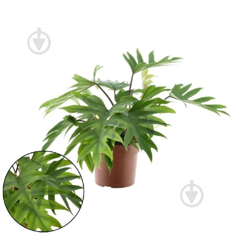 Растение Филодендрон 19х55 Mayoi - фото 1