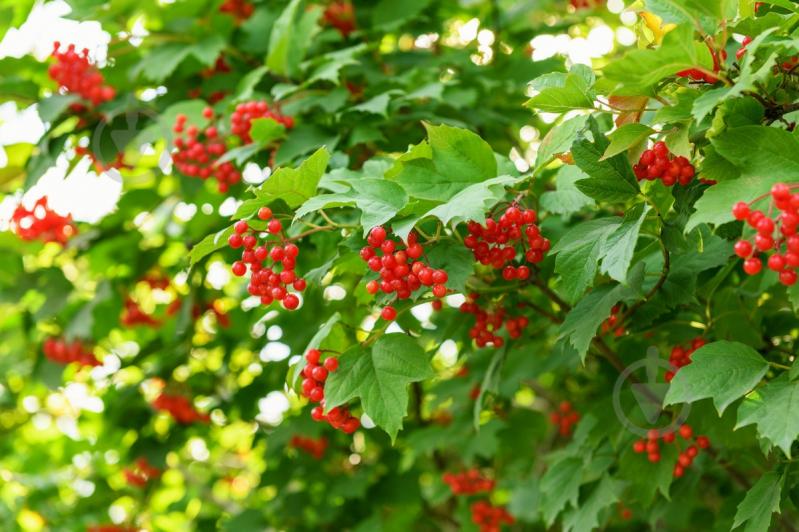 Саджанець Сад Вашої Мрії Калина звичайна - фото 1 Саджанець Сад Вашої Мрії Калина звичайна - фото 1