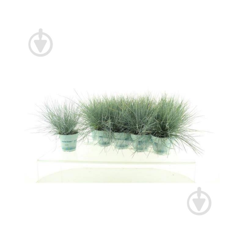 Растение Кострица 10х25 Glauca Compacta Blue - фото 1