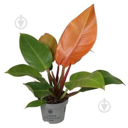 Растение Филодендрон 12х30 Cherry Red - фото 1 Растение Филодендрон 12х30 Cherry Red - фото 1