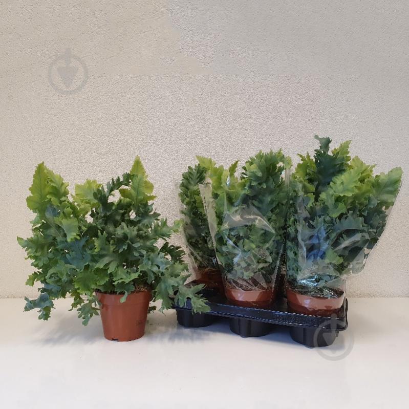 Растение Флебодиум 12х35 Davana - фото 2 Растение Флебодиум 12х35 Davana - фото 2