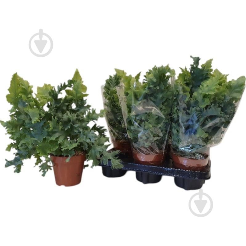 Растение Флебодиум 12х35 Davana - фото 1 Растение Флебодиум 12х35 Davana - фото 1