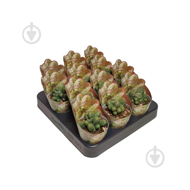 Рослина Крассула 06х08 Barklyi - фото 1 Рослина Крассула 06х08 Barklyi - фото 1