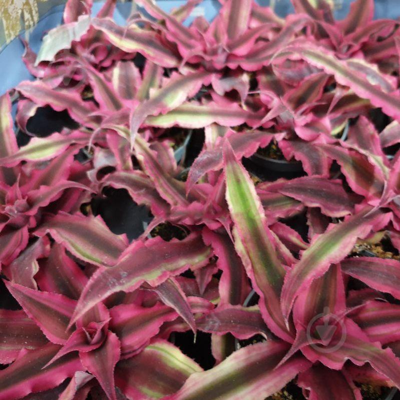 Растение Криптантус 6х10 Super Pink - фото 1