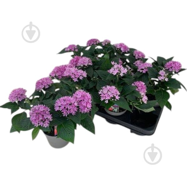 Растение Пентас 13х25 Starcluster Lavender - фото 1