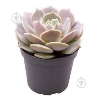 Рослина Ехеверія 06х08 Lola - фото 1 Рослина Ехеверія 06х08 Lola - фото 1