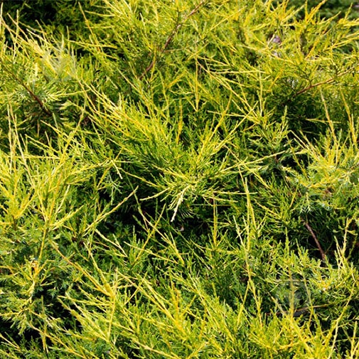 Растение Сад Вашей Мечты - фото 2 Растение Сад Вашей Мечты - фото 2