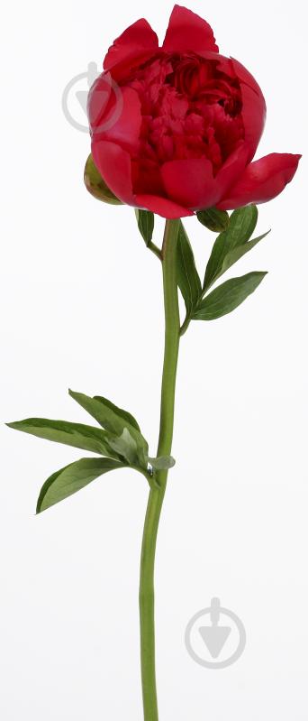 Пион Performance красный (Нидерланды) - фото 5