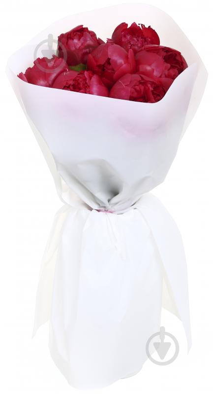 Пион Performance красный (Нидерланды) - фото 1