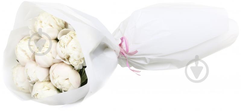 Півонія рожевий (Нідерланди) - фото 6