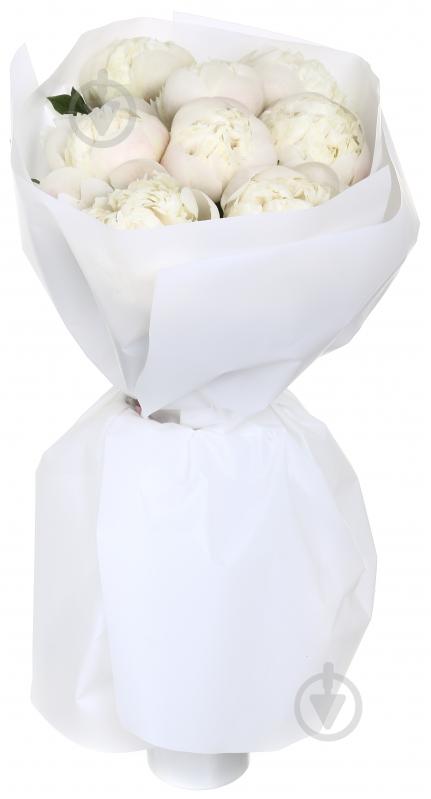 Півонія рожевий (Нідерланди) - фото 5