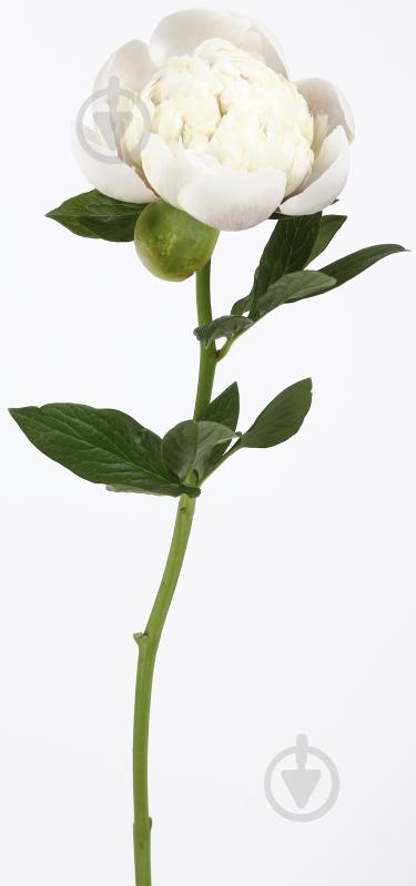 Півонія рожевий (Нідерланди) - фото 7