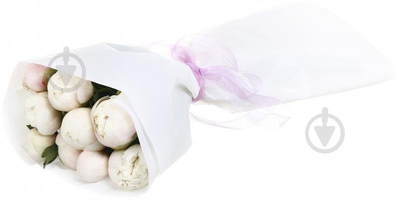 Півонія рожевий (Нідерланди) - фото 2