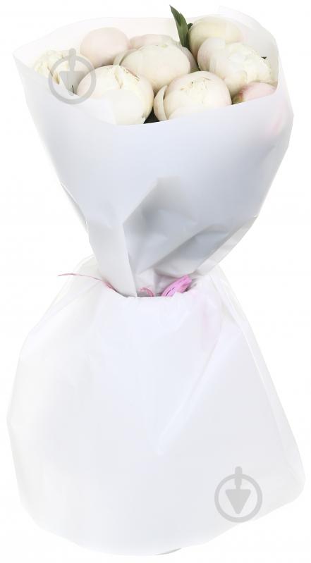 Півонія рожевий (Нідерланди) - фото 1