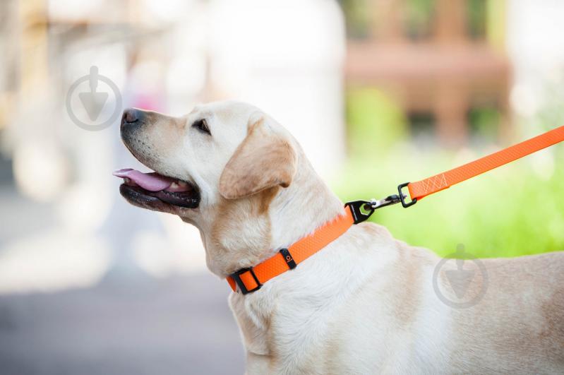 Ошейник Evolutor 2,5х25-70 см оранжевый - фото 5