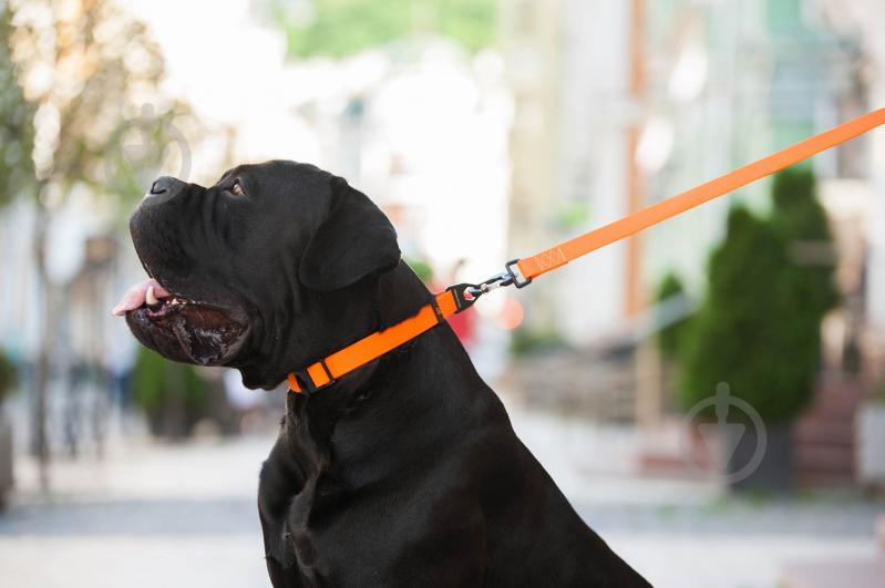 Ошейник Evolutor 2,5х25-70 см оранжевый - фото 6