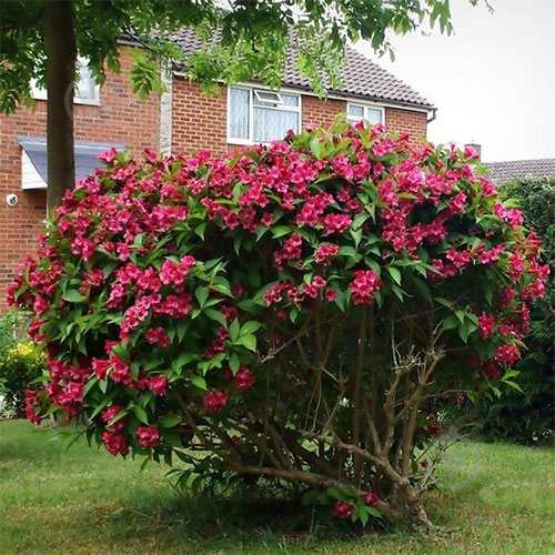 Саженец Сад Вашей Мечты Вейгела Bristol Ruby (Р9) - фото 2 Саженец Сад Вашей Мечты Вейгела Bristol Ruby (Р9) - фото 2