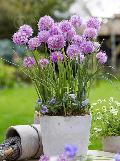 Цибулина цибулі декоративної Розі Дрім 3 шт. TUBERBULB Export B.V. - фото 1