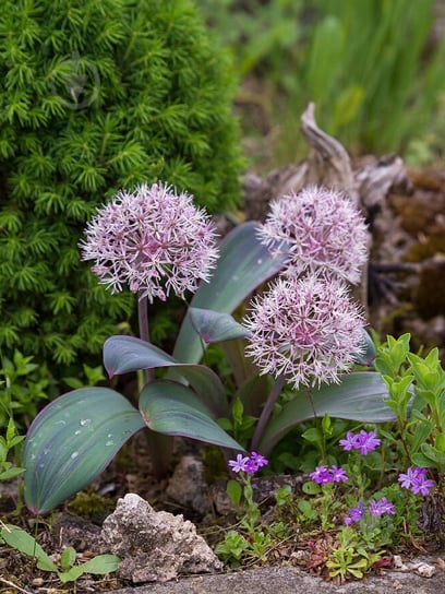 Луковица лука декоративного Каратавского 2 шт. TUBERBULB Export B.V. - фото 1 Луковица лука декоративного Каратавского 2 шт. TUBERBULB Export B.V. - фото 1