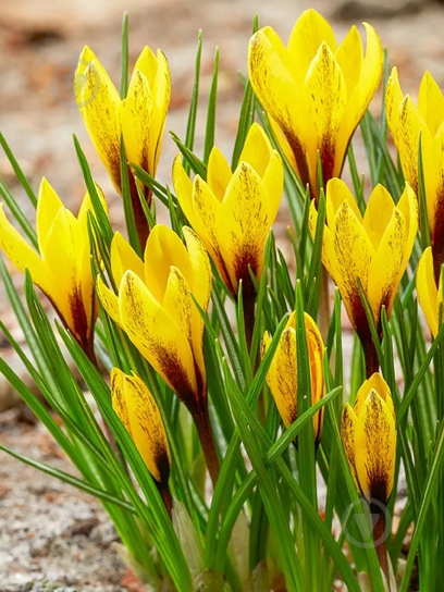 Клубнелуковица крокуса Королькова 5 шт. TUBERBULB Export B.V. - фото 1