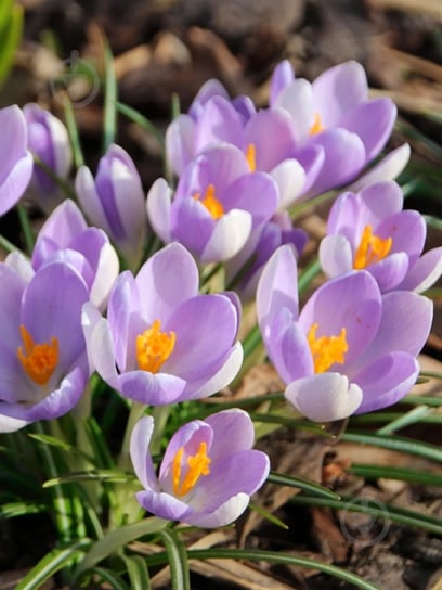 Бульбоцибулина крокуса ботанічного Лайлек Б'юті 5 шт. TUBERBULB Export B.V. - фото 1 Бульбоцибулина крокуса ботанічного Лайлек Б'юті 5 шт. TUBERBULB Export B.V. - фото 1