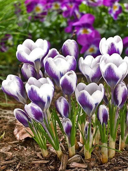 Клубнелуковица крокуса ботанического Принц Клаус 4 шт. TUBERBULB Export B.V. - фото 1 Клубнелуковица крокуса ботанического Принц Клаус 4 шт. TUBERBULB Export B.V. - фото 1